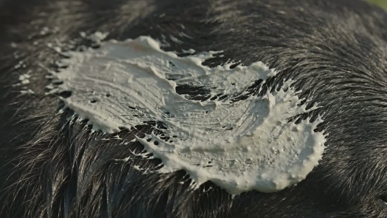 浅灰色泥浆涂抹在完全打湿的深色被毛上